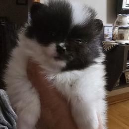 Girl 1 - Tri-colored female Pomeranian puppy in Meherrin, Virginia from Traveling Poms