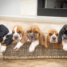 Basset Hound puppies from Puppy-Love Bassets