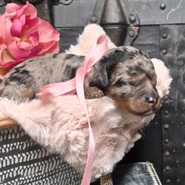 Nala - Merle female Springerdoodle puppy in Fargo, North Dakota from Dakota SpringerDoodles