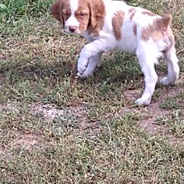 Brittany Puppies from Bear Creek Britts