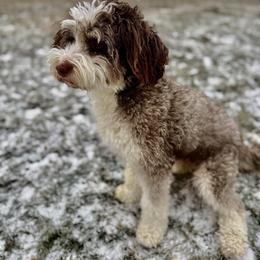 Mabel - Bernedoodle
