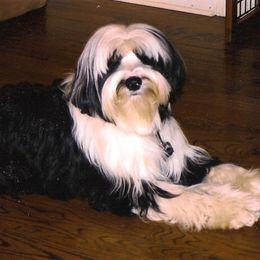 Tibetan Terrier All Grown Up from Kham Ra Tibetans