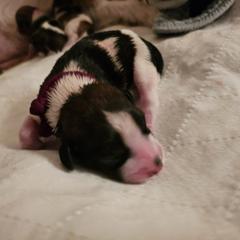 Maroon Boy - White and brown Kromfohrlander puppy in Pickerington, Ohio from Cynthia  Lear