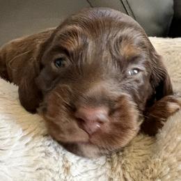 Freya - Chocolate and tan female Dachshund puppy in Highland, California from BAES Teufelshunde