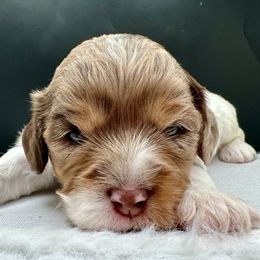 Cider - Tri-color male Cavapoo puppy in Cameron, South Carolina from Sassy Sailor & Company