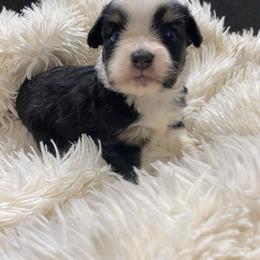 Toy Australian Shepherd All Grown Up from The Ranch of the Sun Toy Aussies