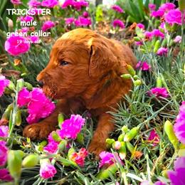 Trickster - Red  male Goldendoodle puppy in Greer, South Carolina from South Paw Doodles
