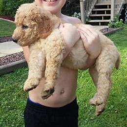 Goldendoodle Puppies from Goldhaly Peach Doodles
