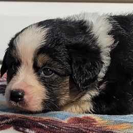 Girl 2 Sally Carrera - Black tri Miniature Australian Shepherd puppy in St. Louis, Missouri from Spotted Rump Ranch