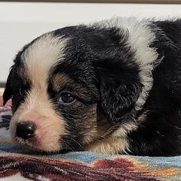 Girl 2 Sally Carrera - Black tri Miniature Australian Shepherd puppy in St. Louis, Missouri from Spotted Rump Ranch