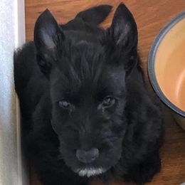 Wyatt - Scottish Terrier