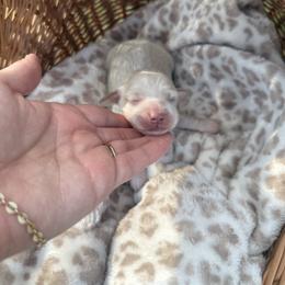 Glory - Cream female Dachshund puppy in Pontotoc, Mississippi from Toddy Kennels