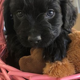 Cavapoo Puppies from Wee-1 Cavapoos