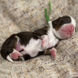 Theodore - Chocolate male Goldendoodle puppy in Blanchard, Oklahoma from Dream Doodles by Dondi