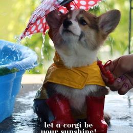 Basset Hound and Pembroke Welsh Corgi Puppies from Northstar Corgis and Basset Hounds