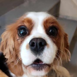 Birdee - Cavalier King Charles Spaniel