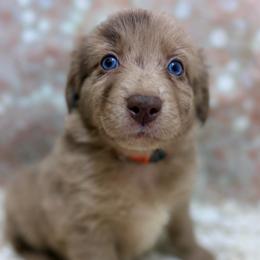 Corduroy - Orange Collar - Red merle male Australian Shepherd puppy in San Marcos, California from Faith Family Freedom Farm