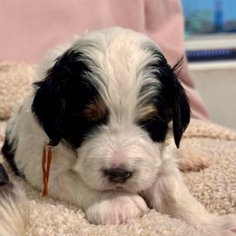 Milo - Tri-color male Bernedoodle puppy in Auburndale, Florida from Florida Mini Bernedoodles