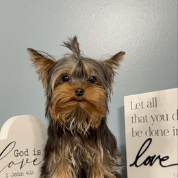 Logan - Black and tan male Yorkshire Terrier puppy in Statham, Georgia from The Yorkie Love Shack