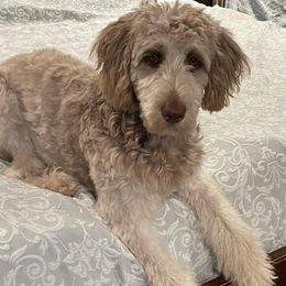 Aussiedoodles from Dixie Rae Doodles