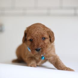 Cooper - Apricot male Goldendoodle puppy in Stevens, Pennsylvania from Pebble Paws Lane