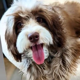 June - Aussiedoodle