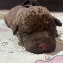 Black collar girl - Brown female Chesapeake Bay Retriever puppy in Las Vegas, Nevada from Birdsview Chesapeake Kennel
