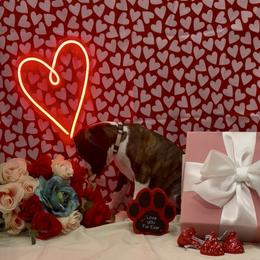 Sandy - Brindle female Boxer puppy in La Vernia, Texas from Chilham Boxers