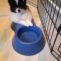 Pomeranian Puppies from Tonia's Pomeranians