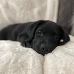 Baby Rose - Black female Labrador Retriever puppy in Grand Saline, Texas from Castle Hills Labradors
