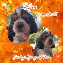 Tyron - Tri-Roan male English Springer Spaniel puppy in Westover, Maryland from Sterling's springer Haven