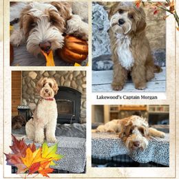 Australian Labradoodle puppies from Bark & Bramble Cavapoochons