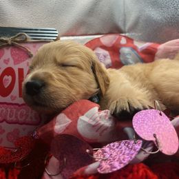 Golden Retriever Puppies from Great Lakes Golden Retreivers