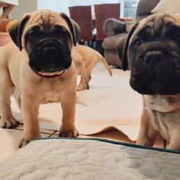 Bullmastiff Puppies from Ironward Bullmastiffs