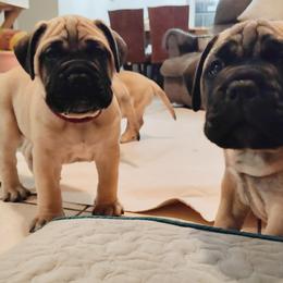 Bullmastiff Puppies from Ironward Bullmastiffs
