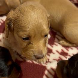 Brandie - Red female Dachshund puppy in Edinburg, Virginia from Hunter Lane Dachshunds