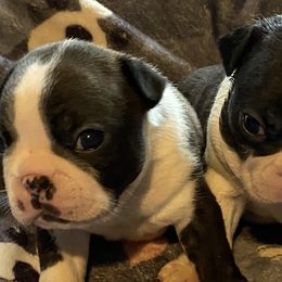 Boston Terriers and Great Pyrenees from Lauren La Rue