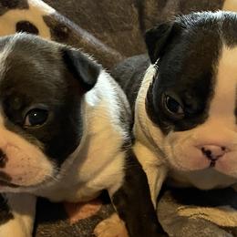 Boston Terriers and Great Pyrenees from Lauren La Rue