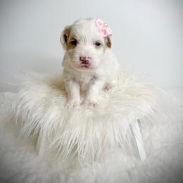 Marge - Yellow and white female Bernedoodle puppy in Otisville, Michigan from Danie’s Darling Doodles LLC