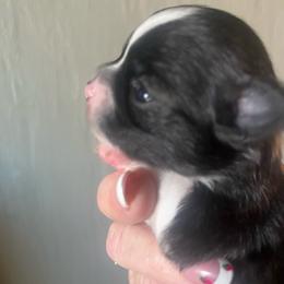 Sparky - Black and tan male Chihuahua puppy in Tecumseh, Oklahoma from Callie’s Happy Chihuahuas, Callie’s Happy Treasures LLC