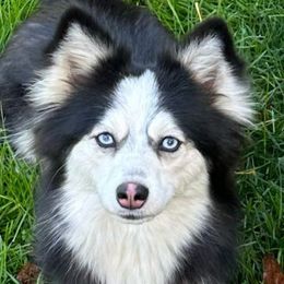 JuJu - Pomsky