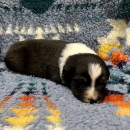 Rich - Black tri-color male Australian Shepherd puppy in Sedalia, Missouri from Affinity Aussies