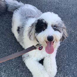 Blue - Sheepadoodle