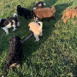 Bernedoodle, German Shepherd, and Labradoodle Puppies from ElaGant Acres