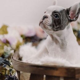 French Bulldogs from Blueline French Bulldogs