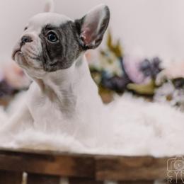 French Bulldogs from Blueline French Bulldogs