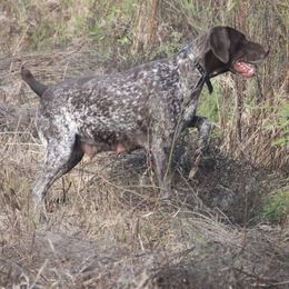 German Shorthaired Pointers from The Kennels at Crimson Hills