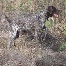 German Shorthaired Pointers from The Kennels at Crimson Hills