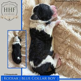 KODIAK - Black and white male Sheepadoodle puppy in Charlo, Montana from Heavenly Hilltop Farm