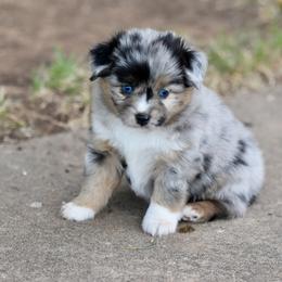 Comet - Blue merle male Miniature Australian Shepherd puppy in Wichita Falls, Texas from Shooting Stars Ranch Toy and Mini Aussies